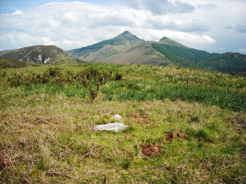 Muxugorri ekialde trikuharria