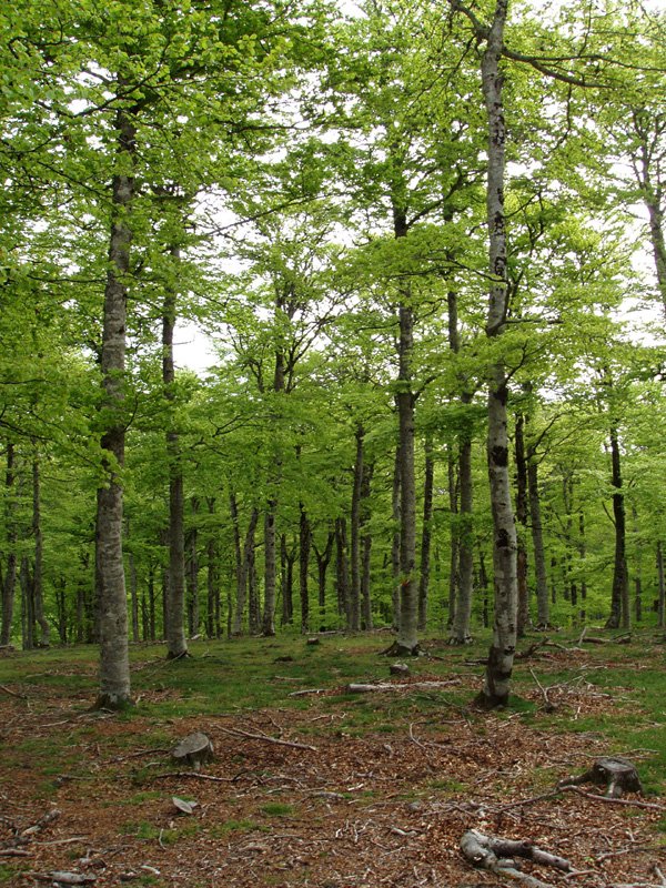 Sabaiaundi (1126m), Kedarbeko aurregailurra