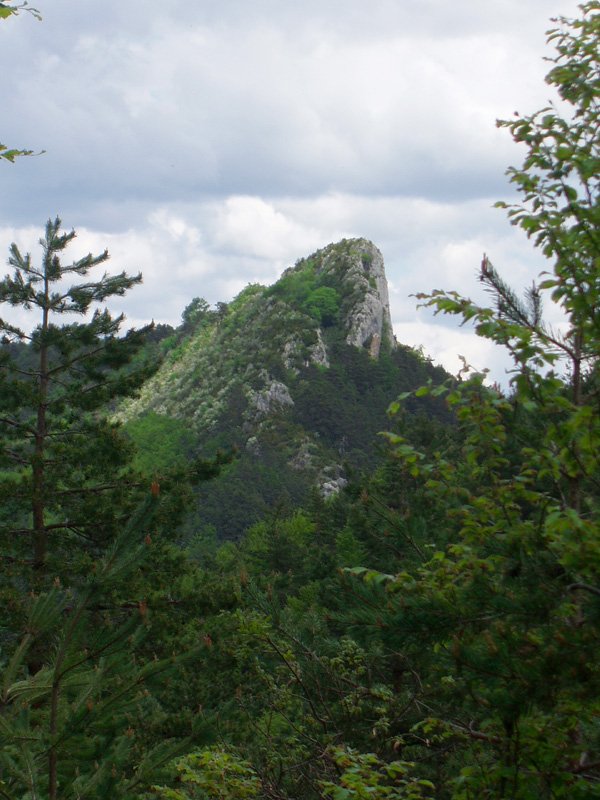 Aldu pinudietan gailentzen
