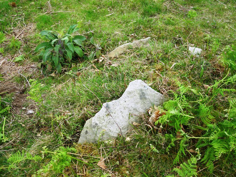 Argibele V trikuharria