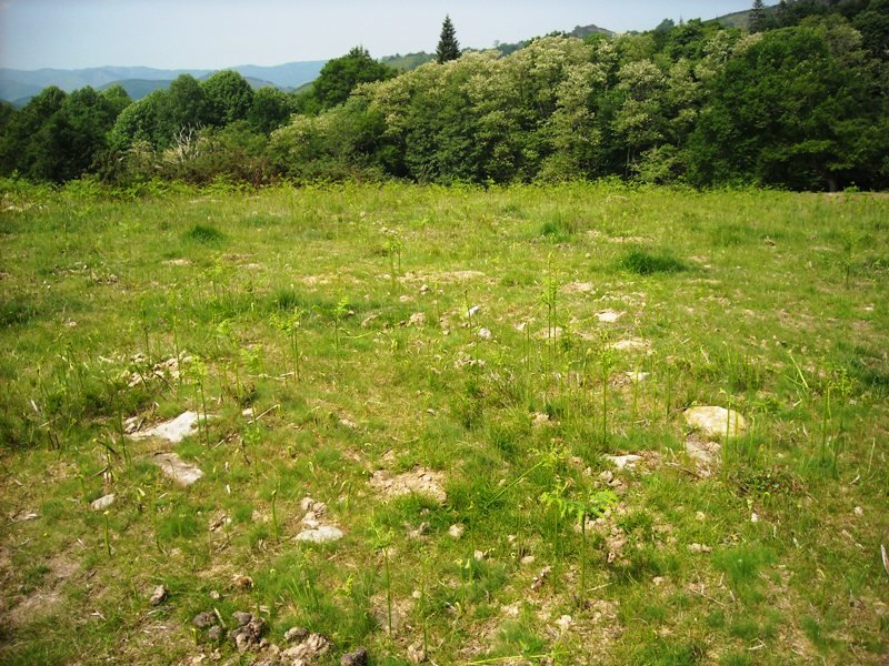 Faageko Erreka Ipar harrespila