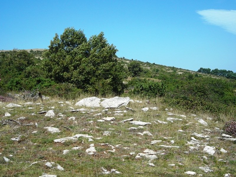 Korostegi   trikuharria