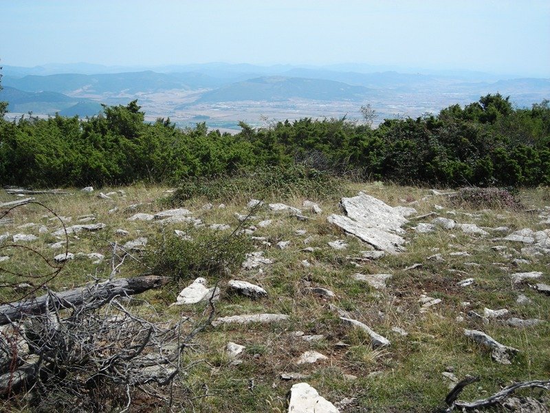 Korostegi   trikuharria