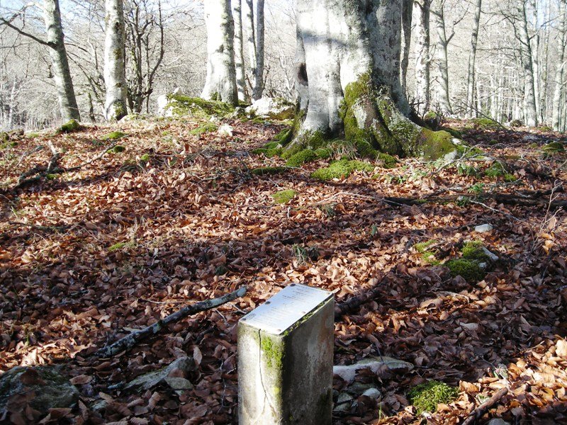 Artzeiturrieta  trikuharria