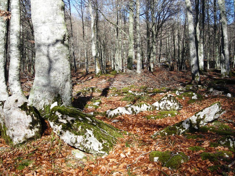 Artzeiturrieta  trikuharria