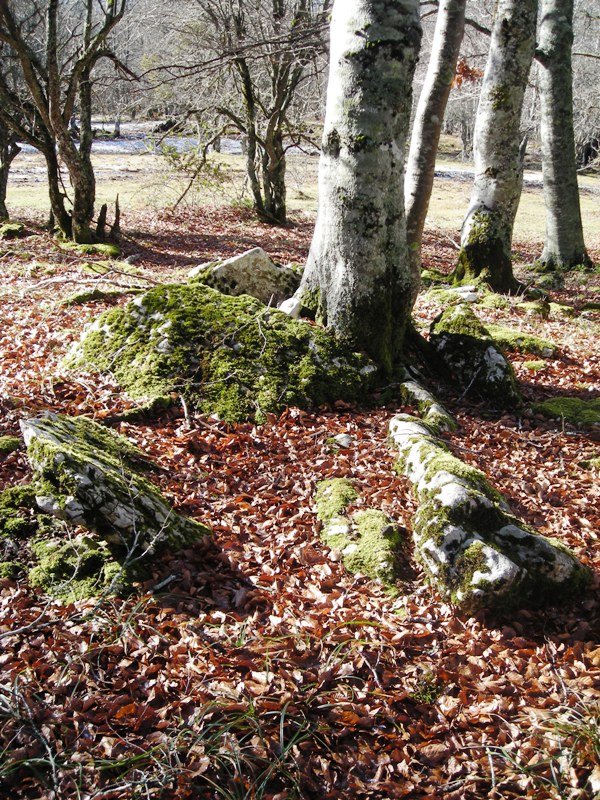 Artzeiturrieta  trikuharria