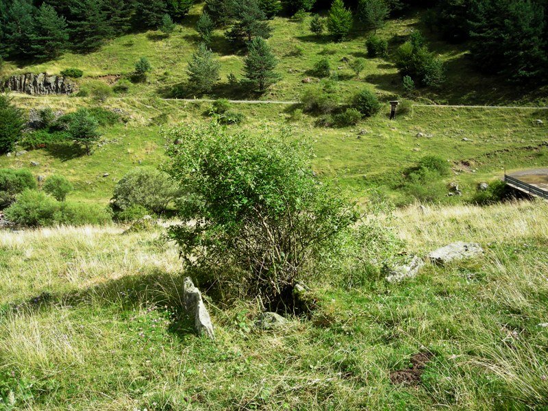 Puente de los Troncos Oeste trikuharria