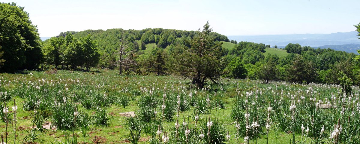 Motxorro Baigurako bizkarretik