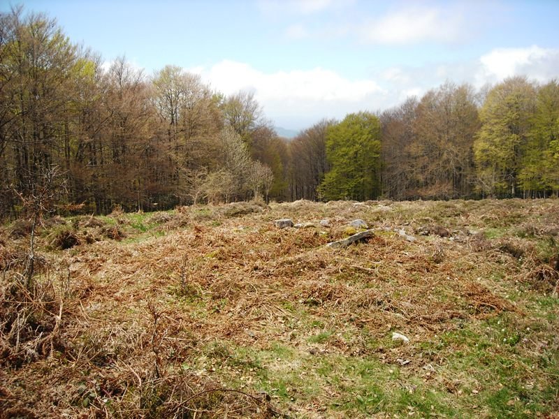 Xurize 2 trikuharria