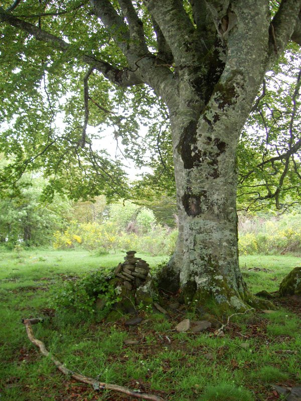 Txanagra mendiko gailurra (1164m)