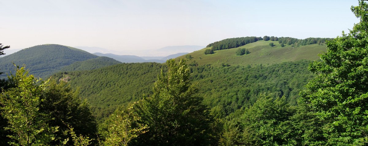 Baratxueta eta Urdanatz Burdindogiko basoko argiune batetik