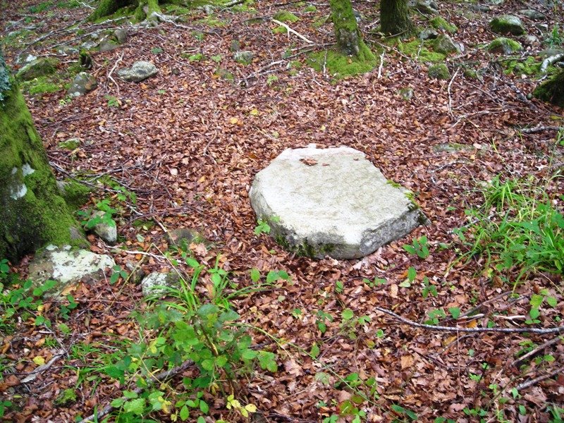 Arregi Erdikoa trikuharria