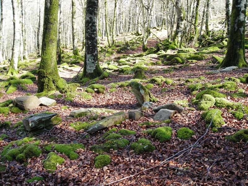 Loiketa 6 trikuharria