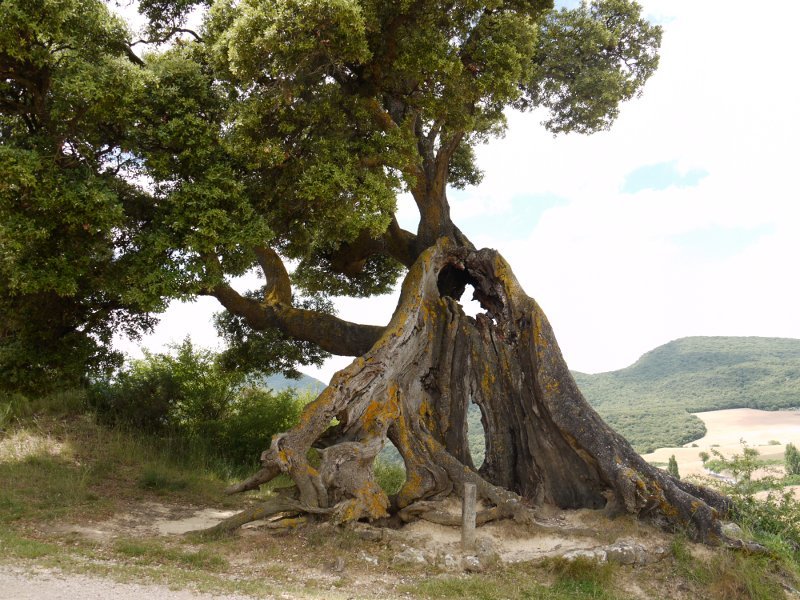 Zabaldutako enborraren ikuspegia