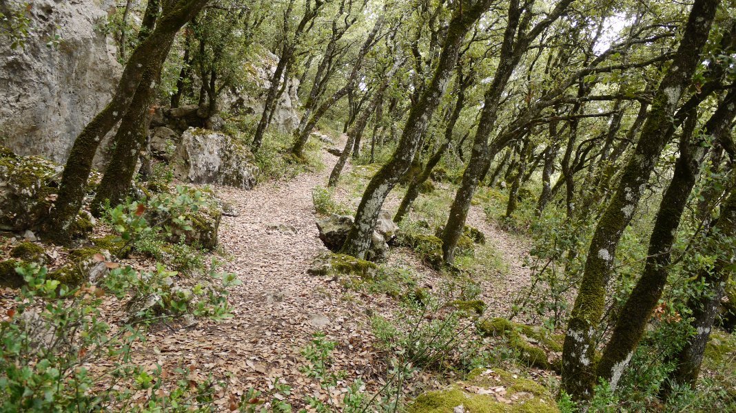 Lazkuako  begiratokirako bidea artadian barrena