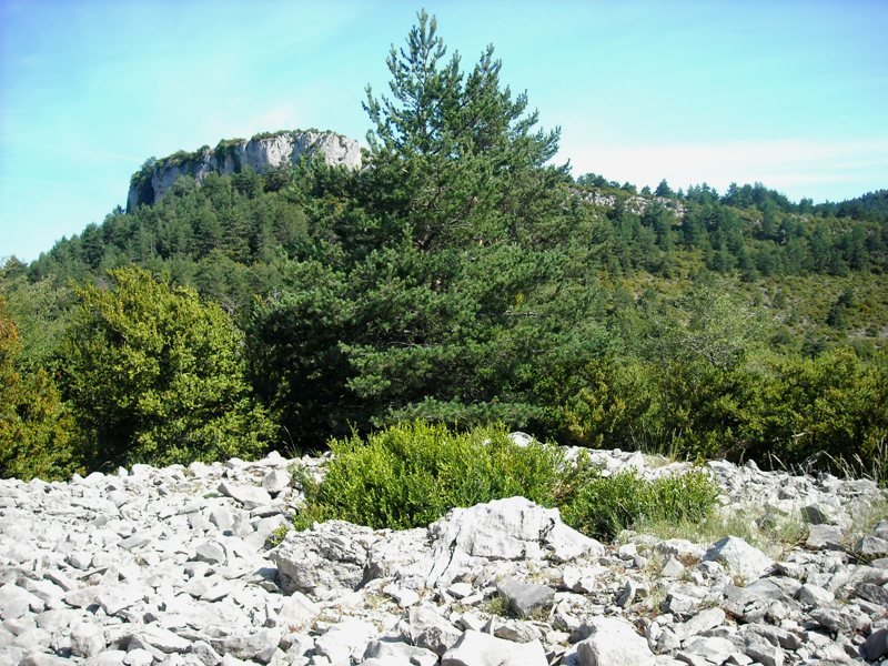 Sogoitia trikuharria