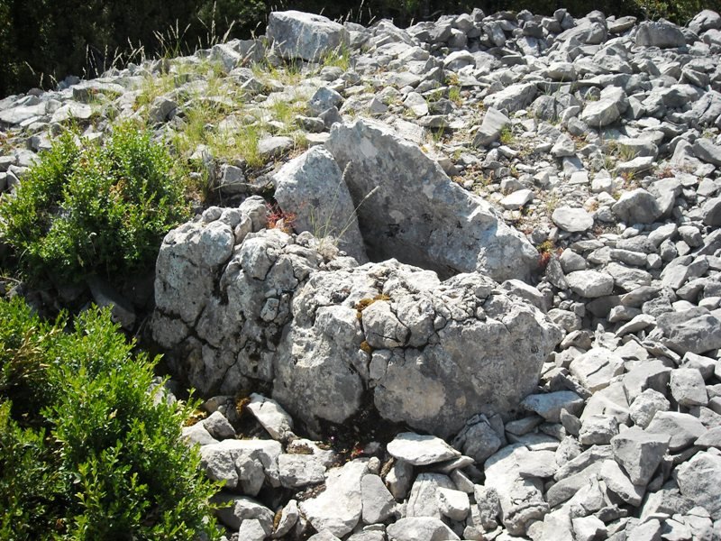 Sogoitia trikuharria