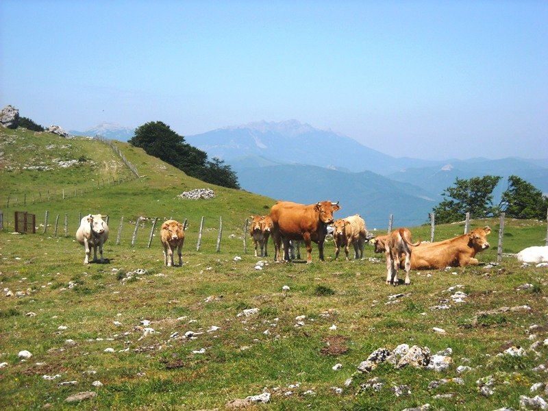 Behiak gailurretik gertu