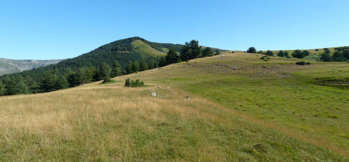 Adazidoia tumulua. Hondoan, Larrondoa