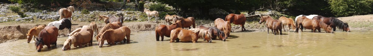 Zaldiak ura edaten Mendebaldeko larreetako putzuan
