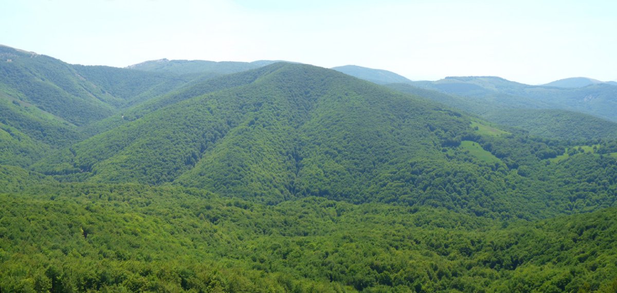 Kedarbe oihantsua Loiketako gailurretik