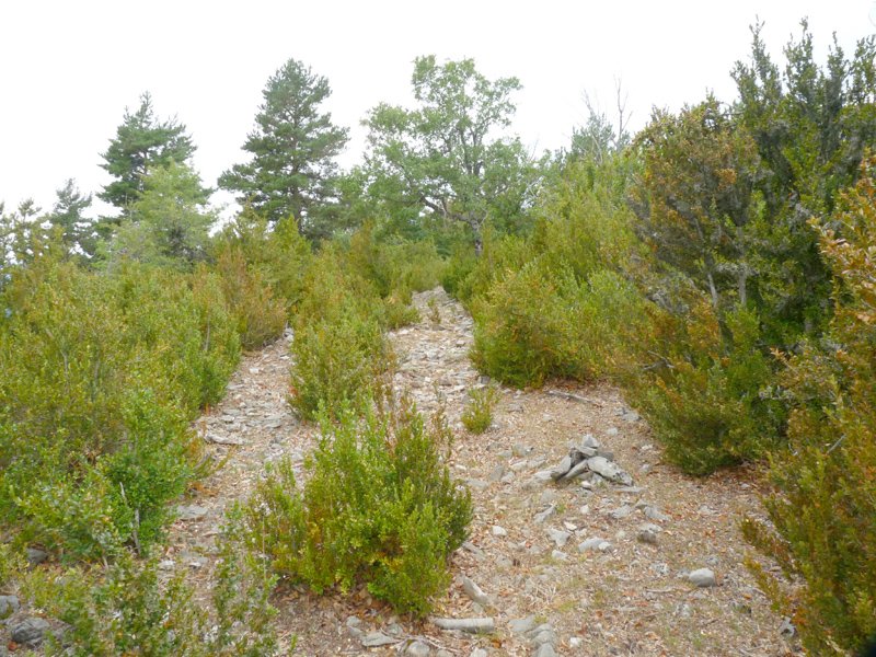 Burruxulaingo gailurra