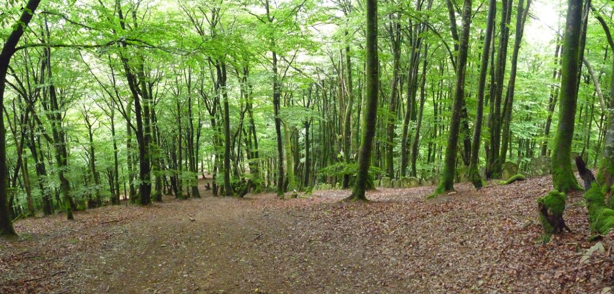 Ezkiringo baso garbia