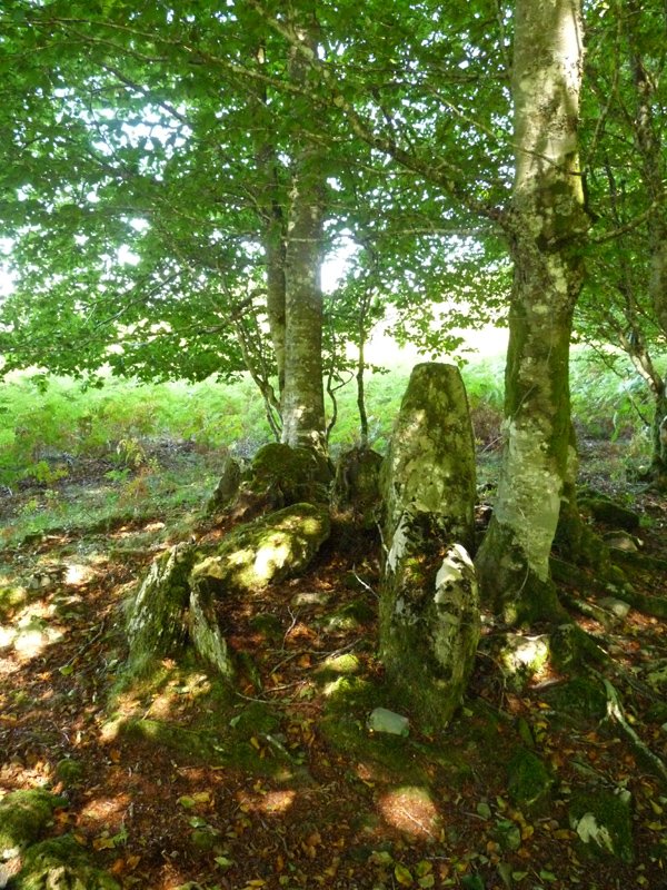 Patatalor (Zurittu berri)