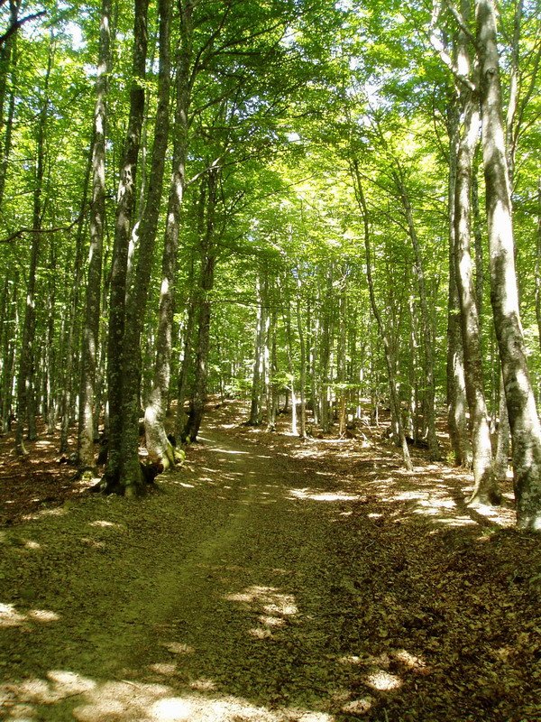 Hegoaldetik igotzen den bidea