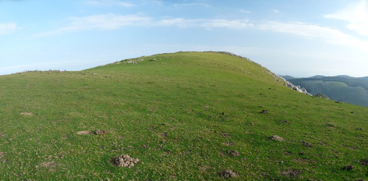 Hauskoako gainalde belartsua