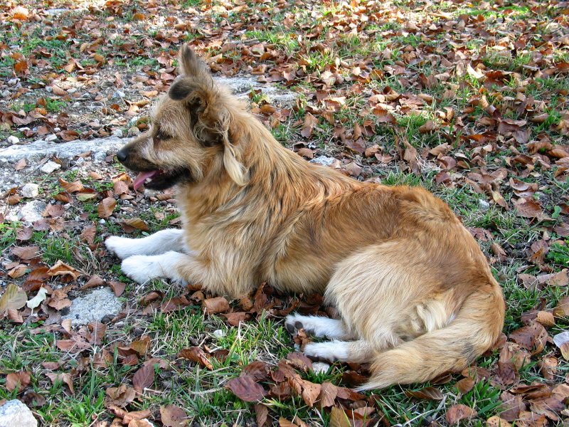 Kontrastako txakur laguntzailea