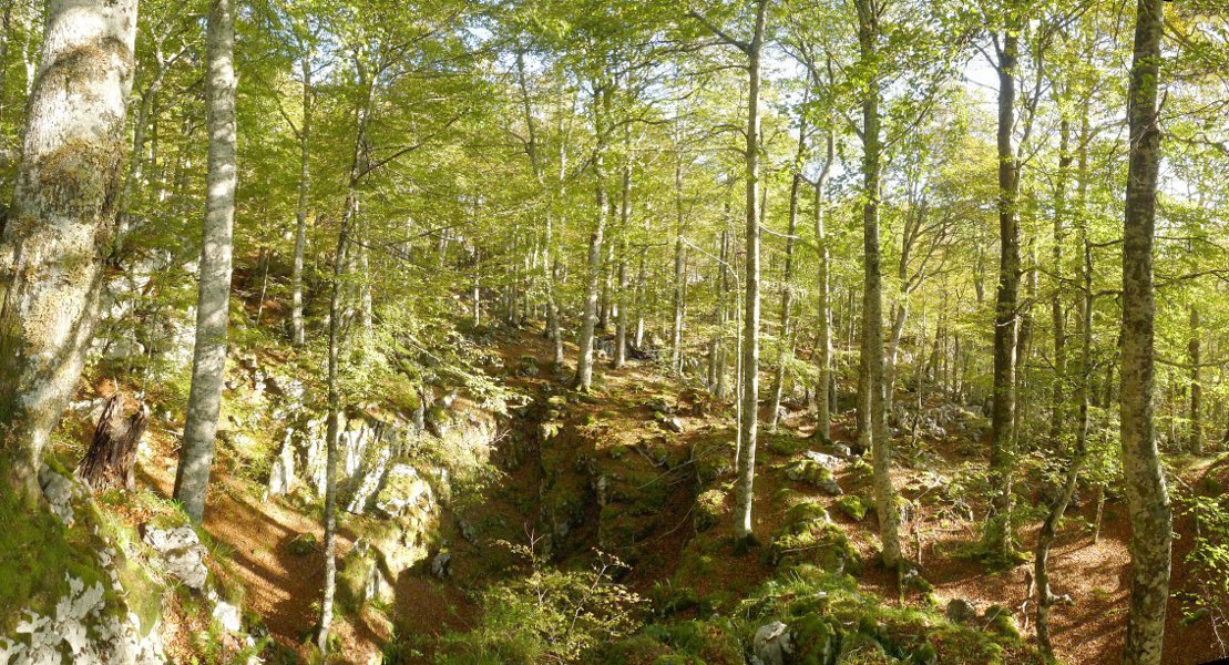 Harritxuriko basoa, kareharrizko labirintua