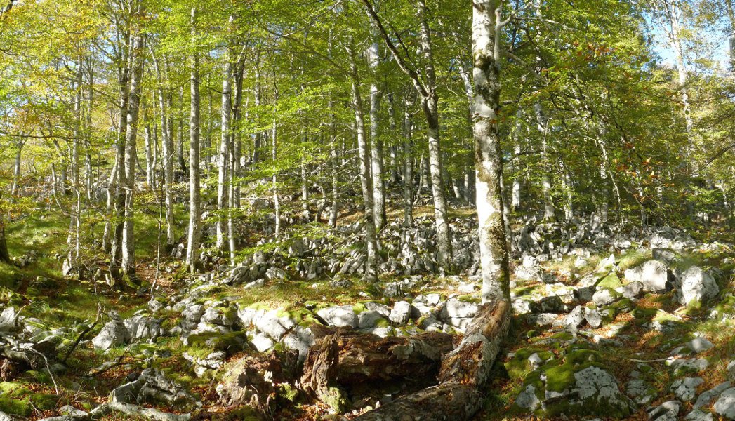 Harritxuriko basoa, Arbailako ingurunerik zailenetakoa