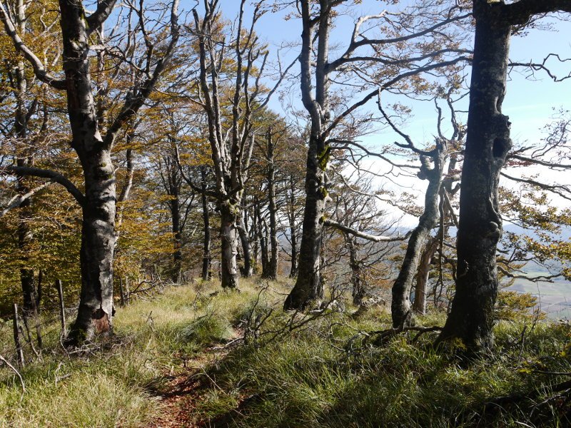 Tontorraren inguruak