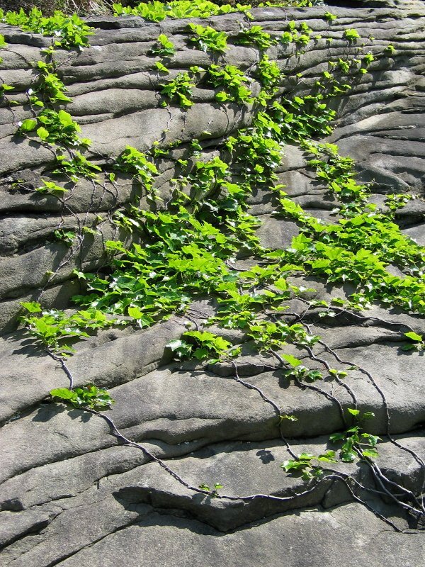 Aihena harearrian gora