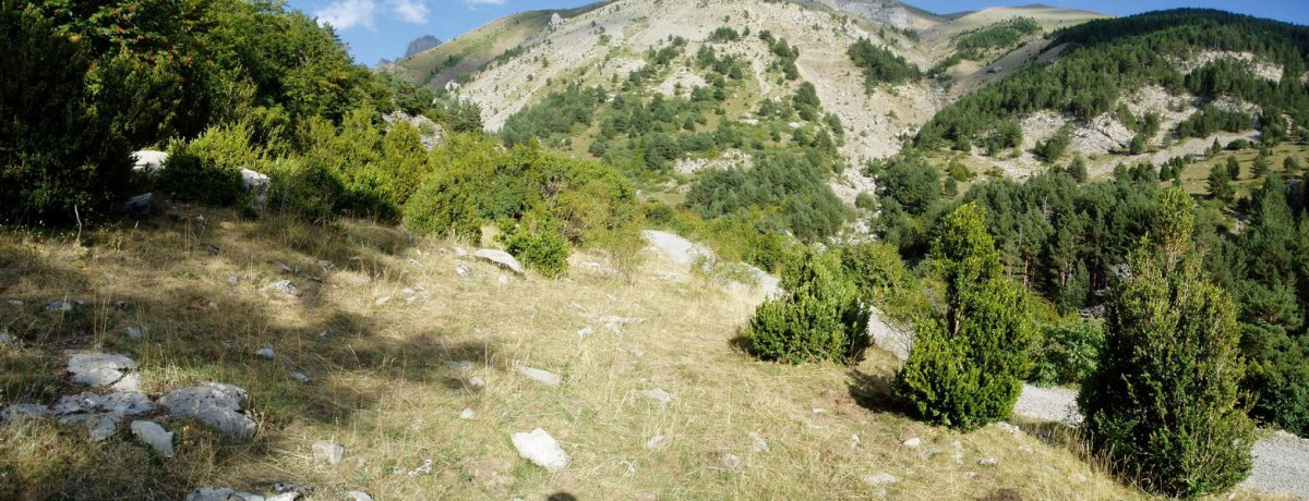 Trikuharria ezkerraldeko zuhaixken artean dago