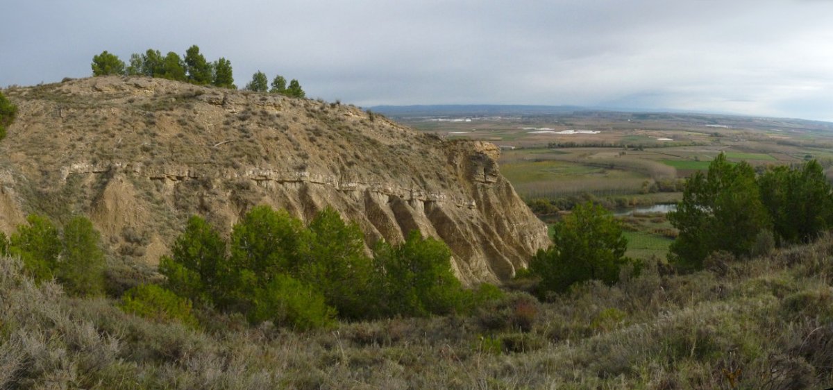 Higadurak sortutako diseinuak