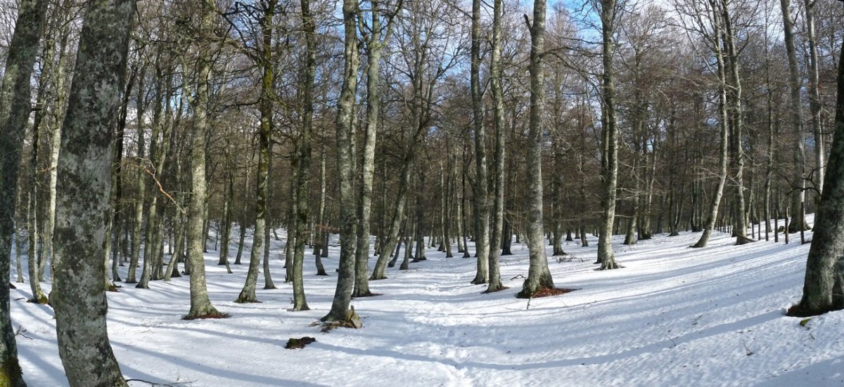 Bordas Viejasen hegoaldeko basoa