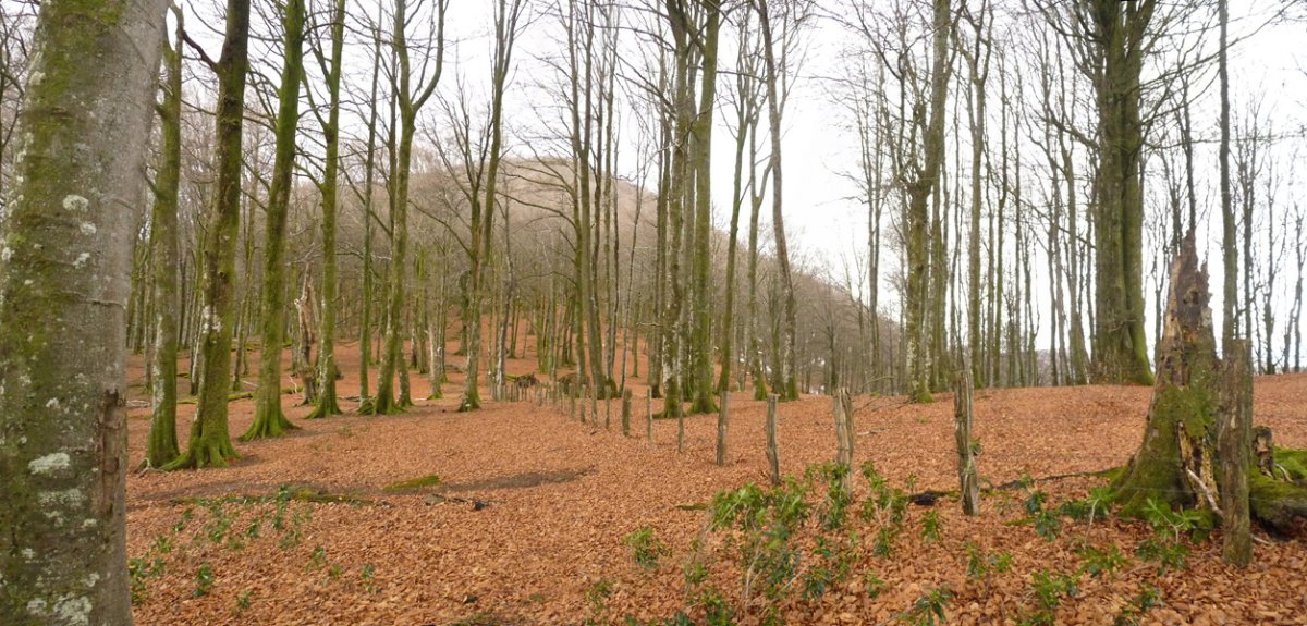 Txarrantxa Loiaundi eta Aizarbilen arteko lepoan