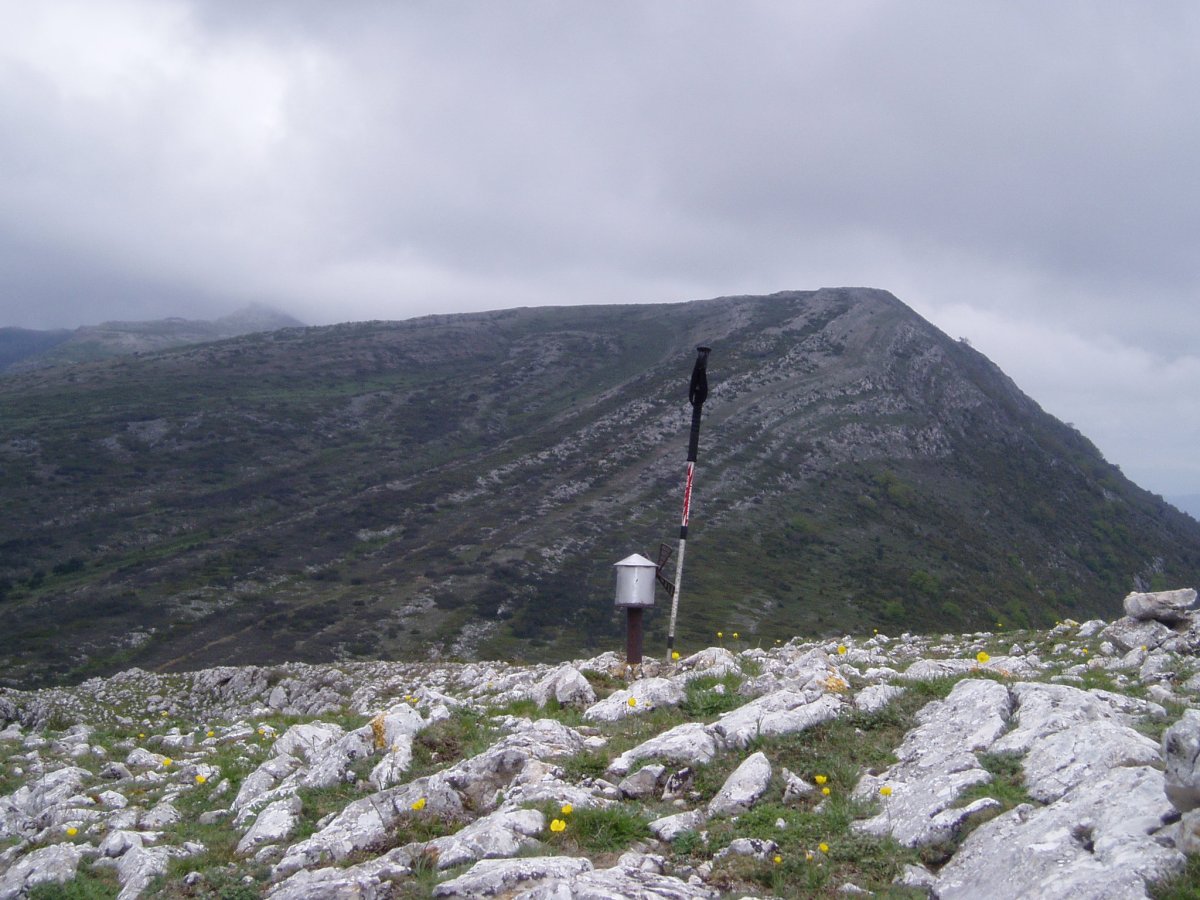Flor tontorra Mancubotik