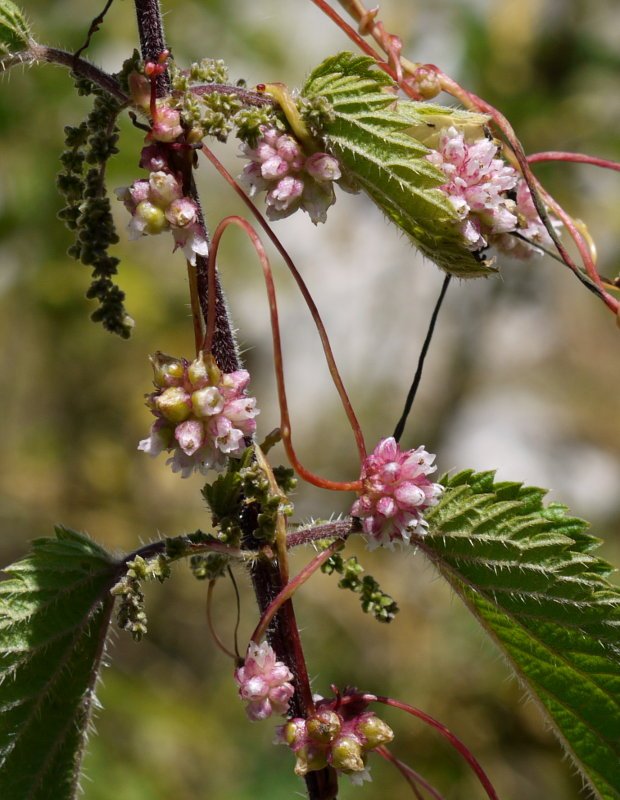 Loreak eta aihenak osinaren gainean