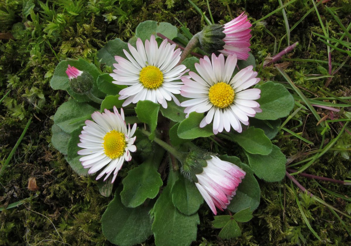 Bellis perennis
