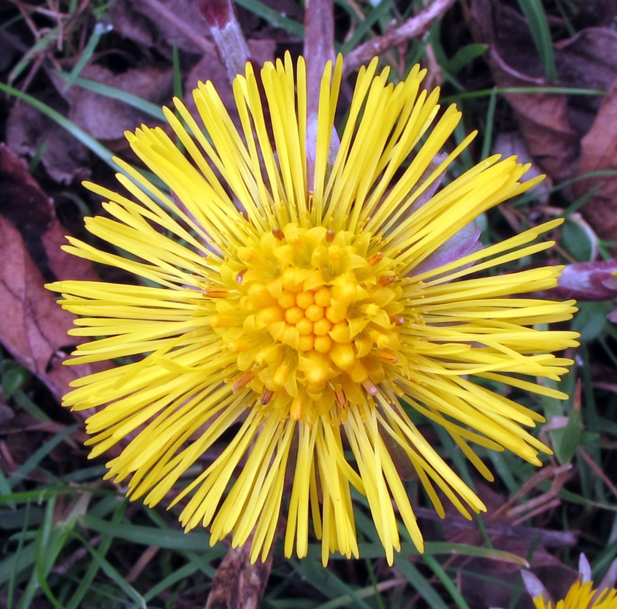 Tussilago farfara (Eztul belarra) Sarako leize gainean