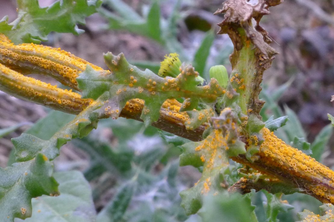 Puccinia lagenophoraceae Senecio vulgaris landarean