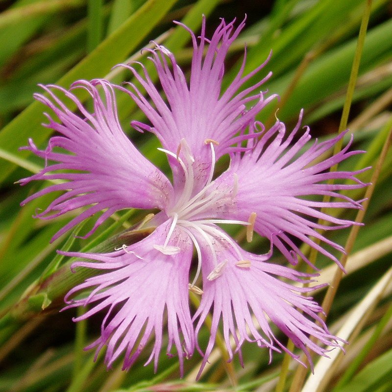 Dianthus hyssopifolius hyssopifolius