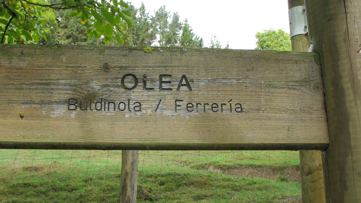 Olea burdinola, Ibarruri-Muxika