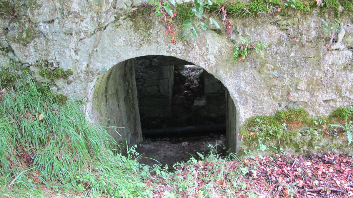 Olea burdinola, Ibarruri-Muxika