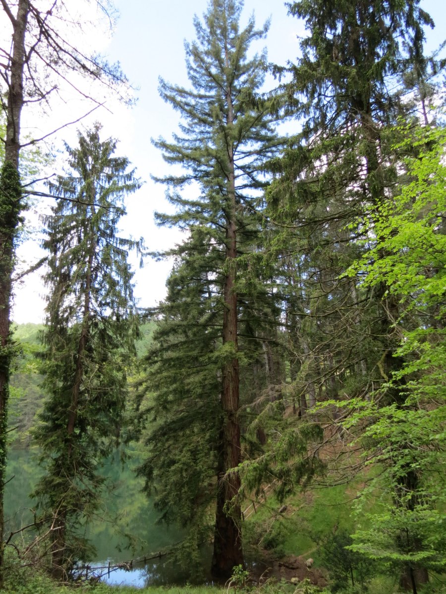 Sequoia sempervirens