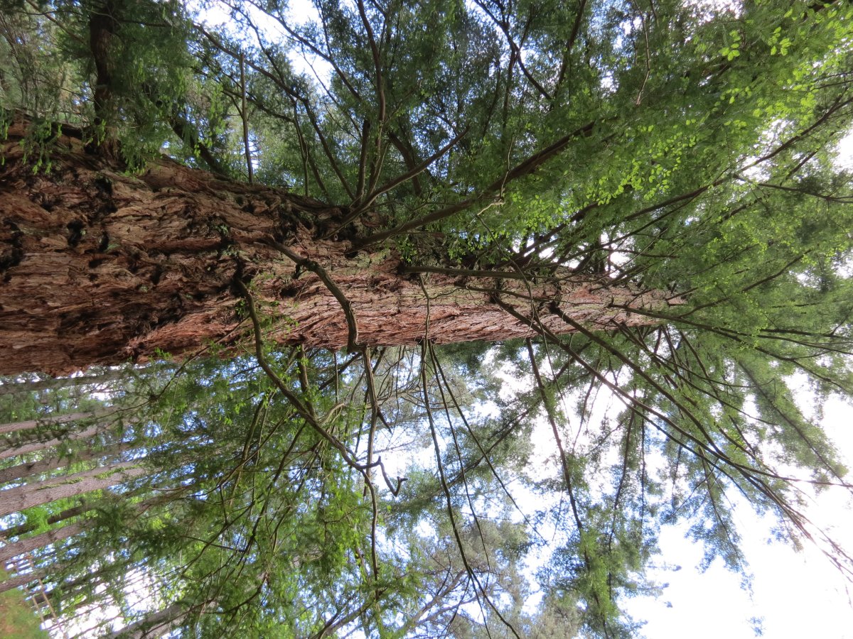 Sequoia sempervirens