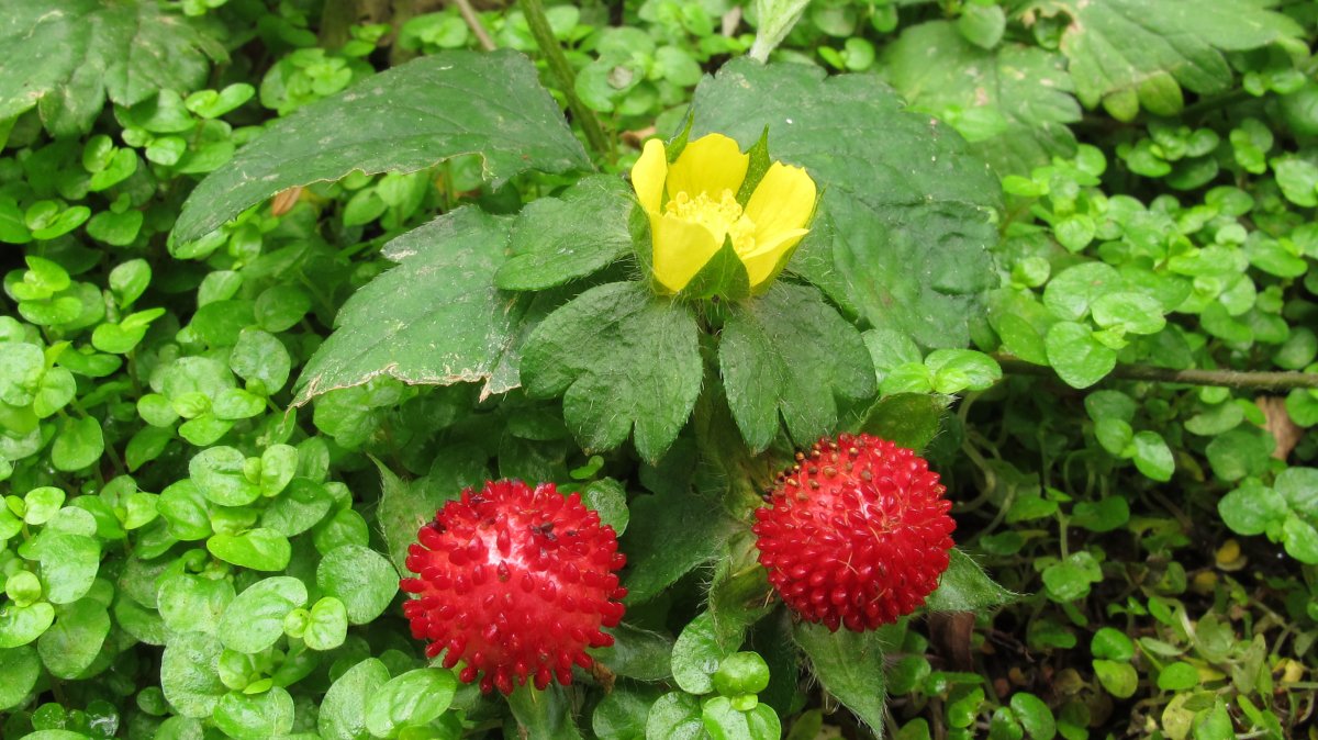 Duchesnea indica lorea eta fruitua